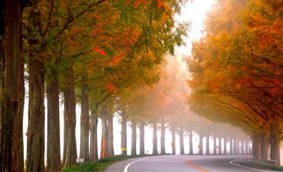 부귀 메타세콰이어길 사진 제공=전북문화관광