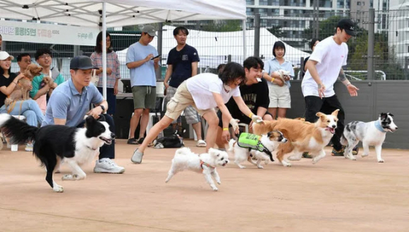 달려갈개(반려견 스피드 레이스 [사진 제공 김포시. 재판매 및 DB 금지]