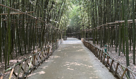 강을 따라 이어지는 십리대숲은 전국에서 손꼽히는 도심 대나무길 [사진 제공 울산광역시. 재판매 및 DB 금지]