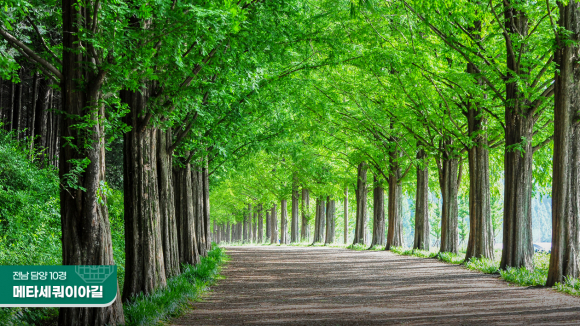 메타세쿼이아길 [사진 제공 담양군. 재판매 및 DB 금지]