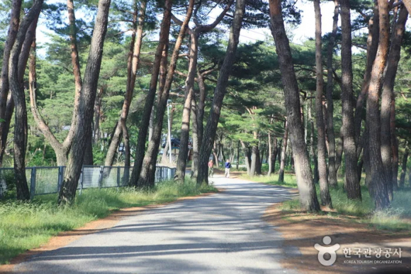 월송정 [사진 제공 한국관광공사. 재판매 및 DB 금지]