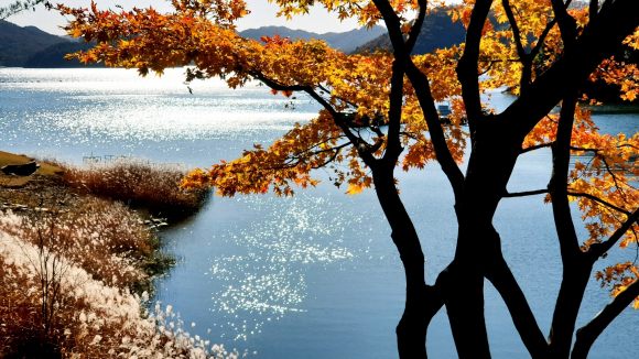 청남대의 가을 풍경 [사진 제공 청주시. 재판매 및 DB 금지]