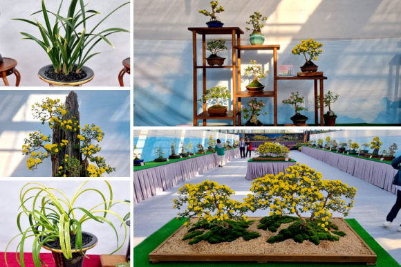 국화분재, 한국춘란 작품 경연 [사진 제공 거제시. 재판매 및 DB 금지]