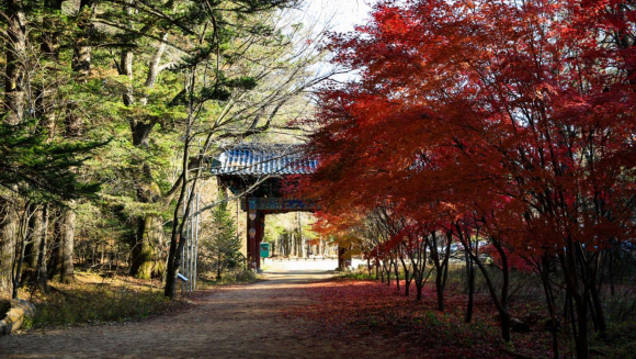 오대산 월정사 [사진 제공 강원특별자치도. 재판매 및 DB 금지]