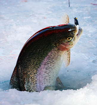 평창 송어 [사진 제공 축제위원회. 재판매 및 DB 금지]