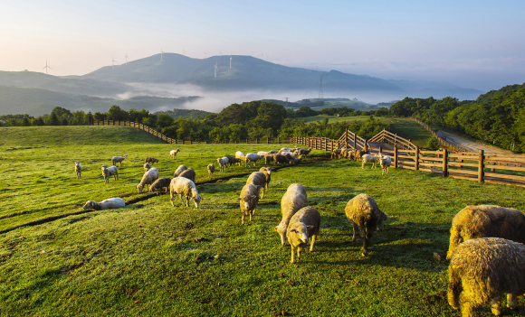 목장 체험 [사진 제공 대관령축제위원회. 재판매 및 DB 금지]