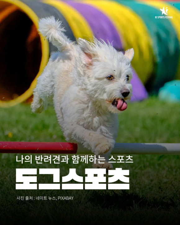 [사진 제공 키스포츠페스티벌. 재판매 및 DB 금지]