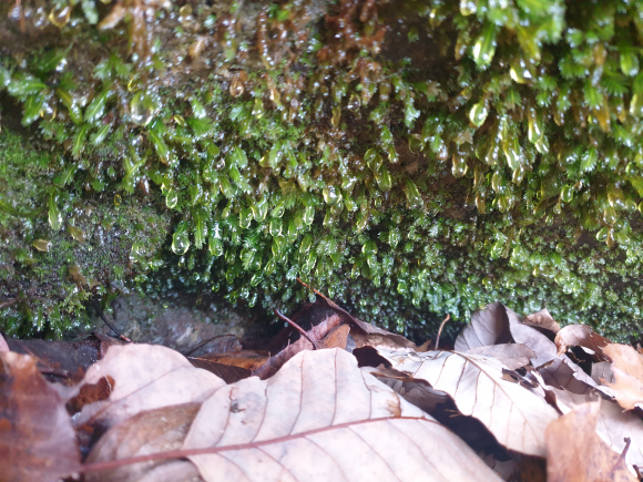 의성 빙계 얼음골_온혈 현상 지역 [사진 제공 의성군. 재판매 및 DB 금지]