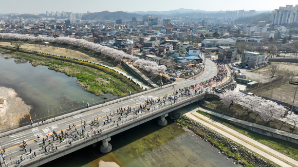마라톤대회 참가자들이 벚꽃이 만개한 영주시가지를 달리고 있다 [사진 제공 영주시. 재판매 및 DB 금지]