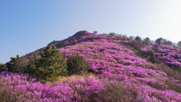 영취산 진달래 사진 [사진 제공 여수시. 재판매 및 DB 금지]