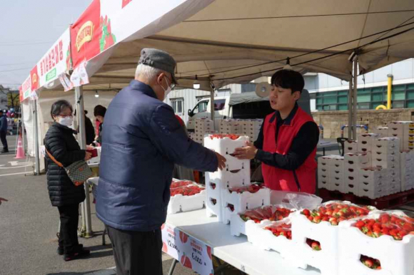 삼례딸기 판매 [사진 제공 완주군. 재판매 및 DB 금지]