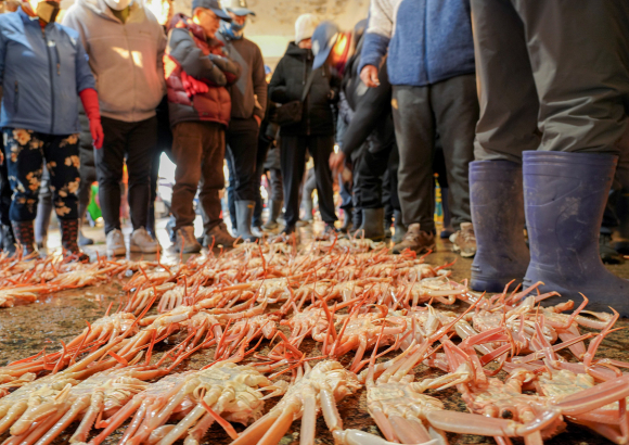 본격 대게 위판 시작 [사진 제공 울진군. 재판매 및 DB 금지]