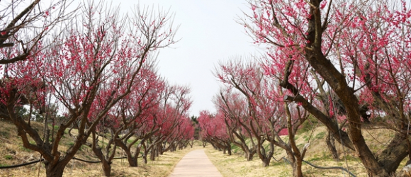 홍매화 꽃길 걷기 대회와 봄맞이 작은 음악회 등 오감을 만족시킬 프로그램이 진행된다 [사진 제공 신안군. 재판매 및 DB 금지]