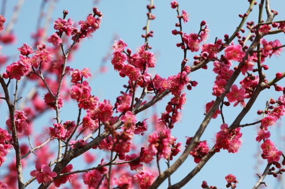 대한민국에서 가장 이른 봄을 만나는 설렘이 전남 신안군 임자도에서 시작된다 [사진 제공 신안군. 재판매 및 DB 금지]