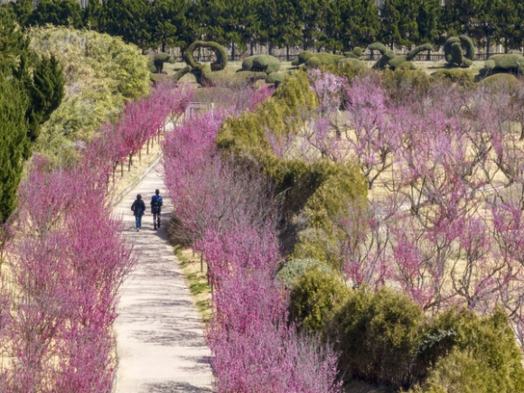축제 현장은 진한 핑크빛부터 검붉은 색까지 다채로운 홍매화가 터널을 이루며 장관을 연출한다 [사진 제공 신안군. 재판매 및 DB 금지]