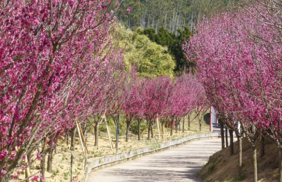 한때 사라질 뻔했던 나무들이 주민들의 손길을 거쳐 매년 봄 가장 먼저 붉은 안부를 전하는 생명의 숲으로 재탄생한 것이다. [사진 제공 신안군. 재판매 및 DB 금지]