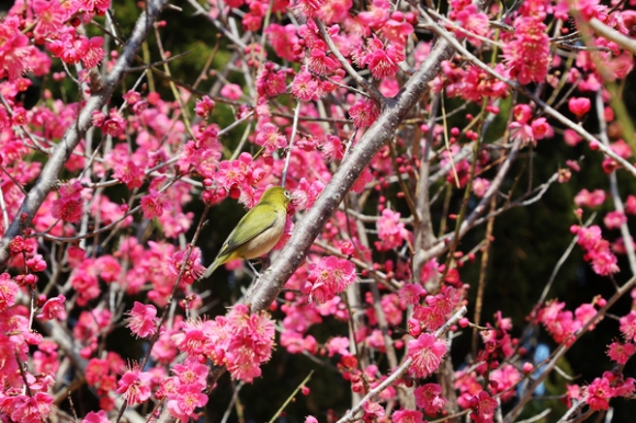 지난해 갑작스러운 혹한으로 개화가 늦어지는 진통을 겪기도 했다. [사진 제공 신안군. 재판매 및 DB 금지]
