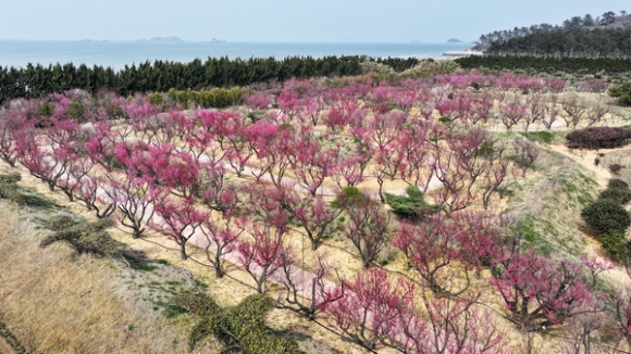 푸른 바다와 붉은 꽃의 황홀한 변주곡 [사진 제공 신안군. 재판매 및 DB 금지]