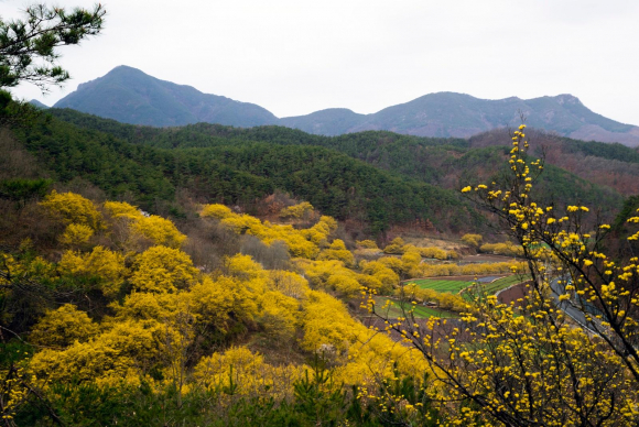가장 아름답게 만개한 산수유꽃 터널 아래를 달리게 됐다 [사진 제공 의성군. 재판매 및 DB 금지]
