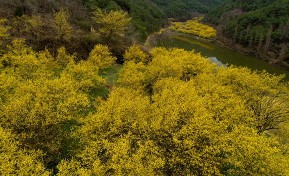 가장 화려한 의성의 봄 [사진 제공 의성군. 재판매 및 DB 금지]