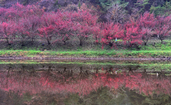 봄에 산수유꽃이 가을이면 붉을 열매로 물들다 [사진 제공 의성군. 재판매 및 DB 금지]