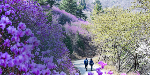 만개한 진달래 [사진 제공 여수시. 재판매 및 DB 금지]