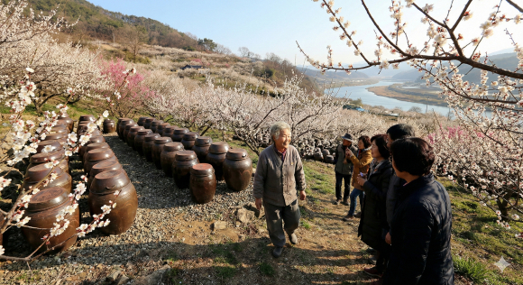광양 다압면의 황무지 야산이 오늘날 '매화꽃 천국'으로 거듭나기까지의 과정에는 한 사람의 집념과 자연이 빚어낸 소박하지만, 위대한 서사가 담겨 있습니다.  [사진 제공 AI 생성. 재판매 및 DB 금지]