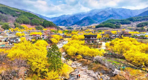 지리산 자락에 노란 산수유꽃이 만개한 구례 산동면 [사진 제공 구례군. 재판매 및 DB 금지]