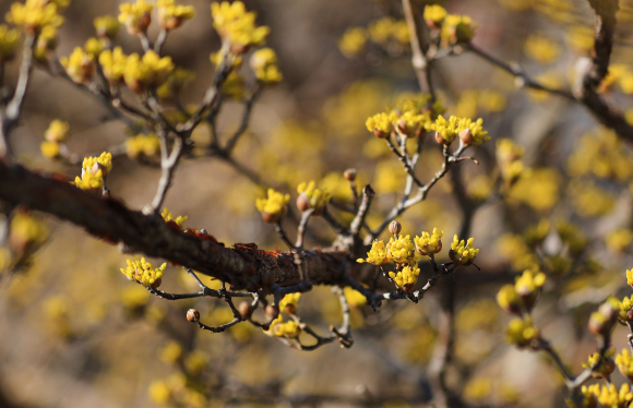 상위마을 산수유꽃 [사진 제공 구례군. 재판매 및 DB 금지]