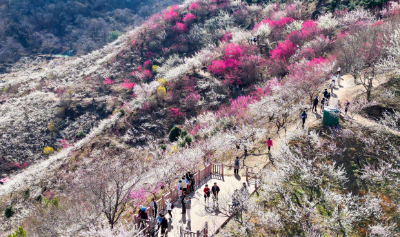 섬진강 변의 하얀 매화 물결이 올해도 우리 곁을 찾아옵니다 [사진 제공 광양시. 재판매 및 DB 금지]