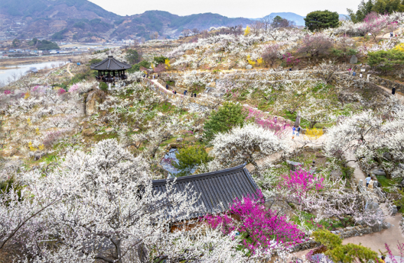 봄을 알리는 첫 동네 매화마을, 새하얀 매화꽃 물결과 그윽한 매향에 취하다 [사진 제공 광양시. 재판매 및 DB 금지]