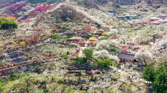 대한민국에서 가장 먼저 봄이 도착하는 곳, 섬진강 변의 하얀 매화 물결 [사진 제공 광양시. 재판매 및 DB 금지]