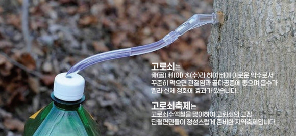 단월면의 맑은 물과 공기를 머금은 고로쇠 수액은 양평의 봄을 알리는 전령사입니다. [사진 제공 양평군. 재판매 및 DB 금지]