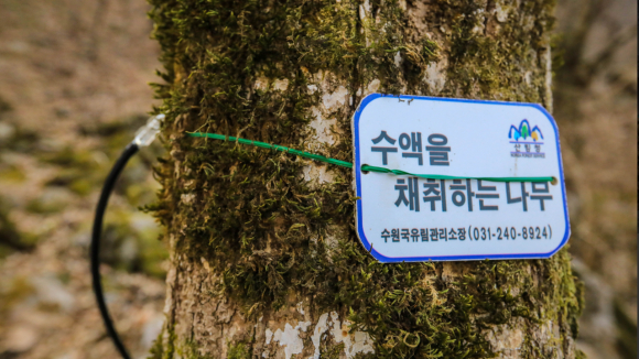 고로쇠 수액 채취 [사진 제공 양평군. 재판매 및 DB 금지]