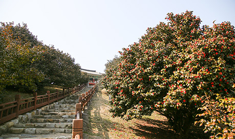 ‘제24회 서천 동백꽃 주꾸미 축제’를 개최한다고 밝혔습니다.  [사진 제공 서천군. 재판매 및 DB 금지]