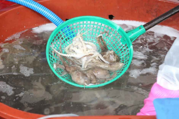 주꾸미는 타우린 성분이 풍부해 피로 해소와 성인병 예방에 탁월한 효능이 있어 [사진 제공 서천군. 재판매 및 DB 금지]