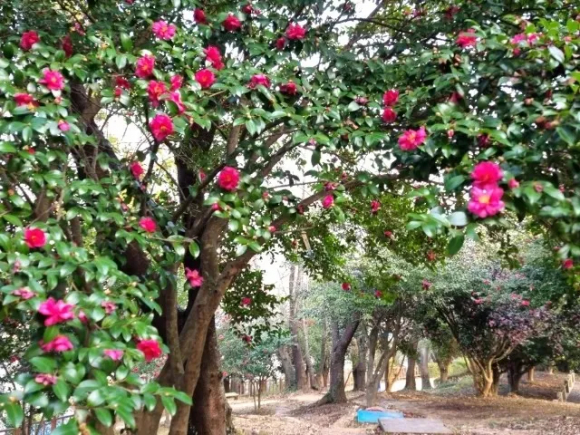 [사진 제공 서천군. 재판매 및 DB 금지]