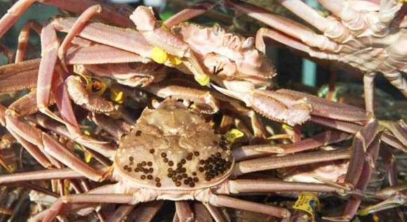 수조안 영덕대게  [사진 제공 한국관광공사 김지호 . 재판매 및 DB 금지]