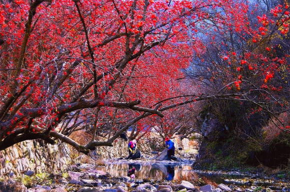 [사진 제공 의성군. 재판매 및 DB 금지]