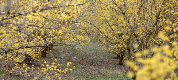[사진 제공 의성군. 재판매 및 DB 금지]