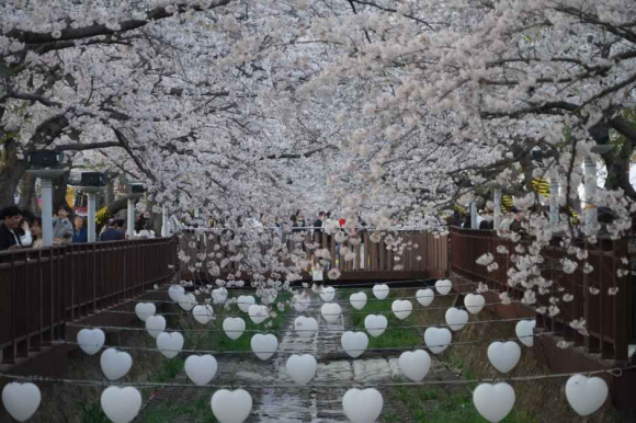 여좌천 로망스다리의 벚꽃 터널과 경화역의 철길 벚꽃길은 방문객들에게 인생 사진을 선사 [사진 제공 창원특례시. 재판매 및 DB 금지]