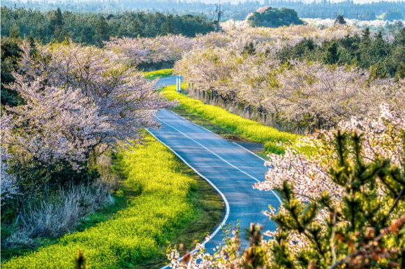 [사진 제공 서귀포시. 재판매 및 DB 금지]