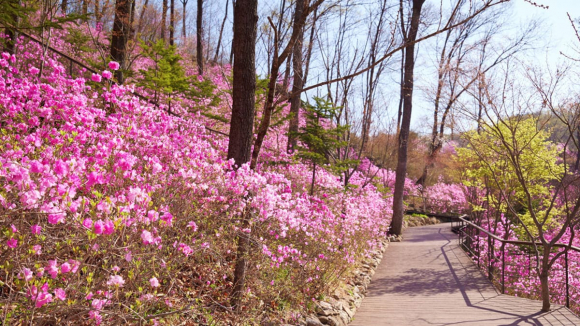 [사진 제공 화담숲. 재판매 및 DB 금지]