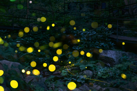 [사진 제공 화담숲. 재판매 및 DB 금지]