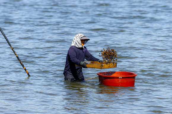 재첩 수확 [사진 제공 광양시. 재판매 및 DB 금지]