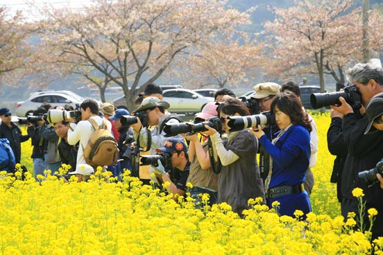 맹방유채꽃축제 [사진 제공 삼척시. 재판매 및 DB 금지]