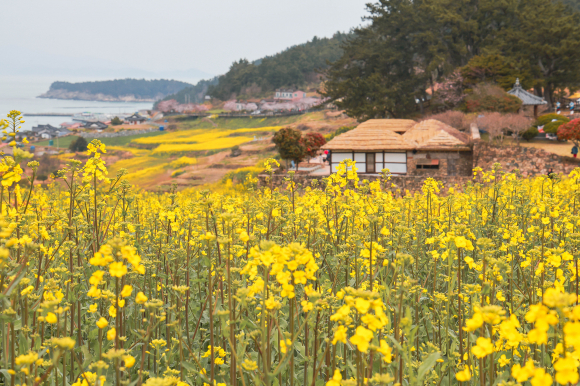 [사진 제공 완도군. 재판매 및 DB 금지]