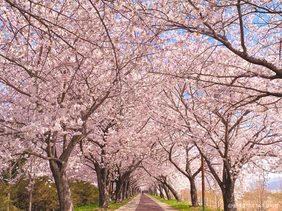 [사진 제공 강서구축제추진위원회. 재판매 및 DB 금지]