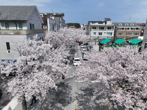 [사진 제공 강릉시 SNS 서포터즈 이자영. 재판매 및 DB 금지]