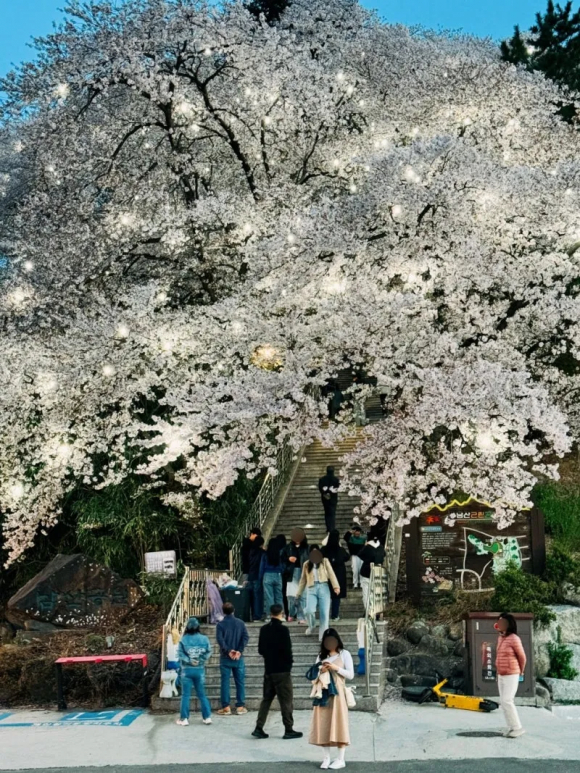 [사진 제공 강릉시 SNS 서포터즈 이자영. 재판매 및 DB 금지]